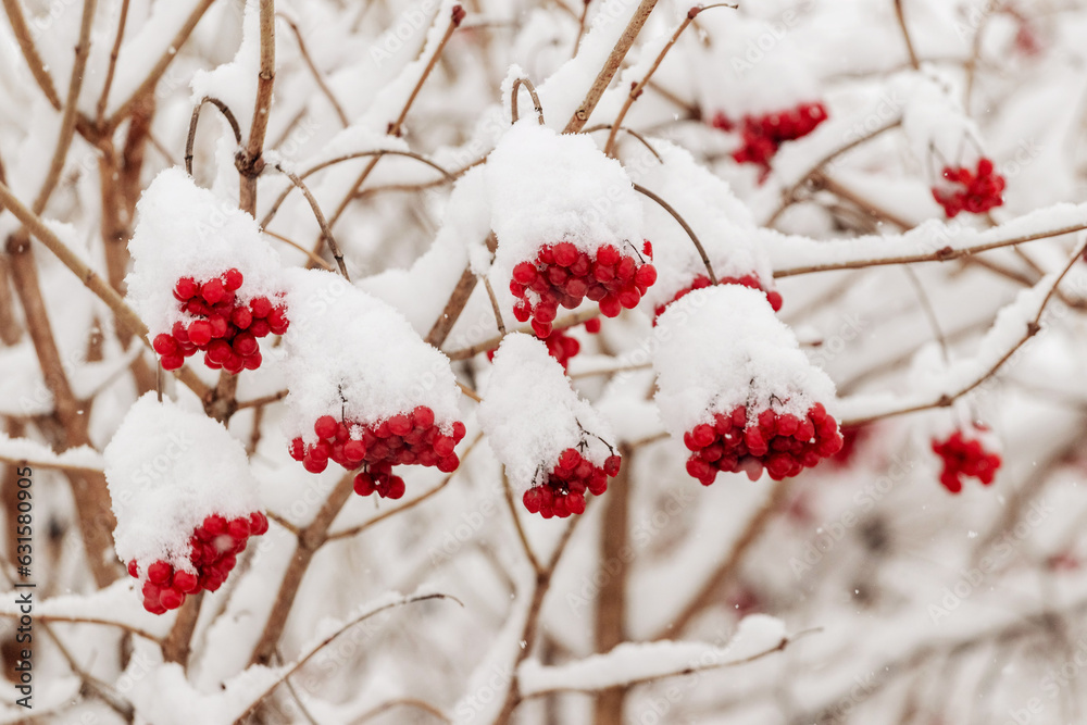 Snow-covered viburnum bush with red berries in winter