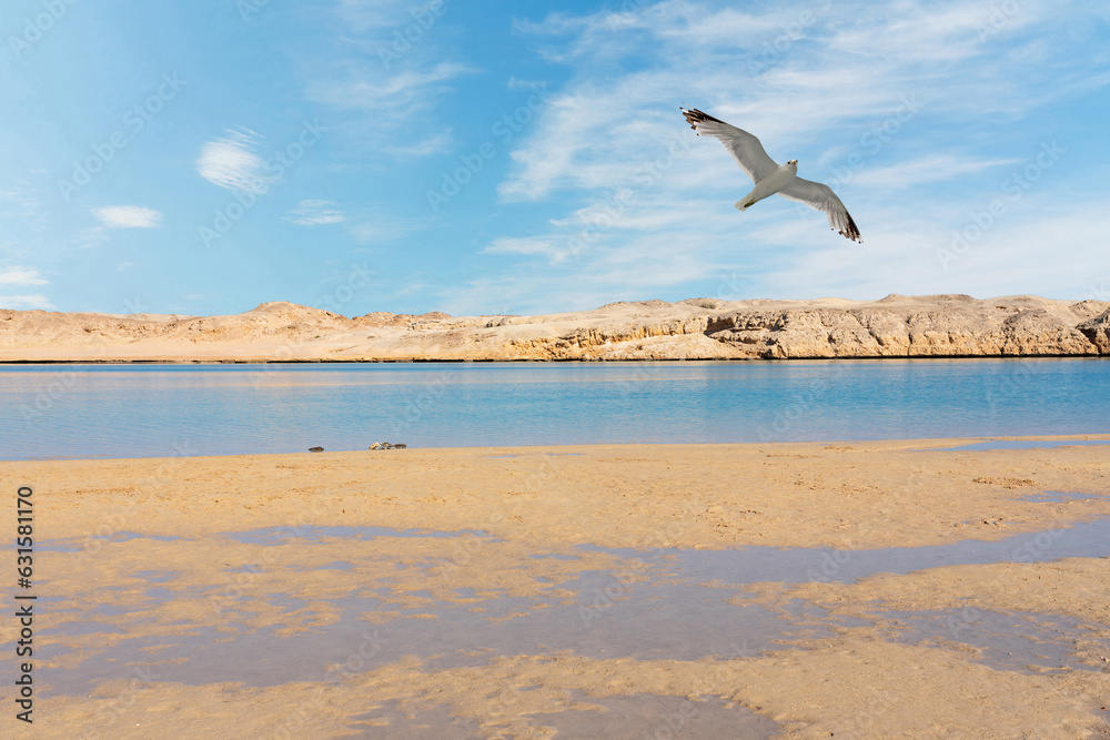 Naklejka premium Lake in Ras Mohammed National Park with flying seagull, Sinai, Egypt.
