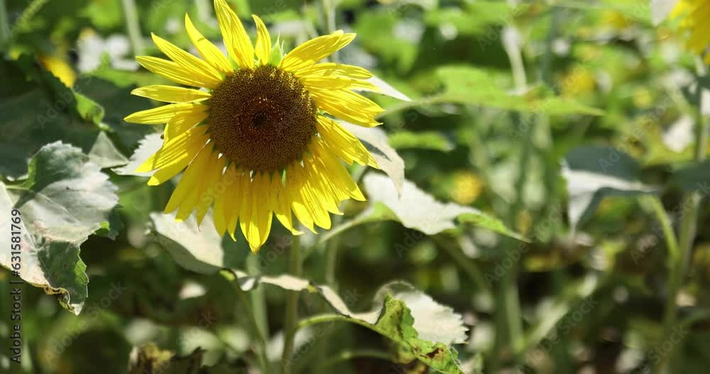 Sunflowers and bee at the farm sunny day close up Sunflowers and bee at the farm sunny day close up