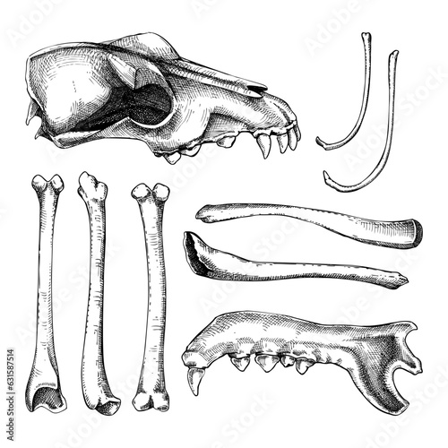 Hand drawn bones set in graphic style. Halloween design element. Animal bones, sculls parts sketches isolated on white. Vector magic illustration for witchcraft, alchemy, Halloween decoration
