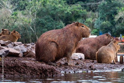 wild boar in the wild