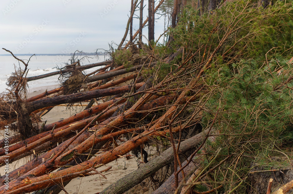 Trees felled by the hurricane. The storm at sea. Destruction of a pine forest