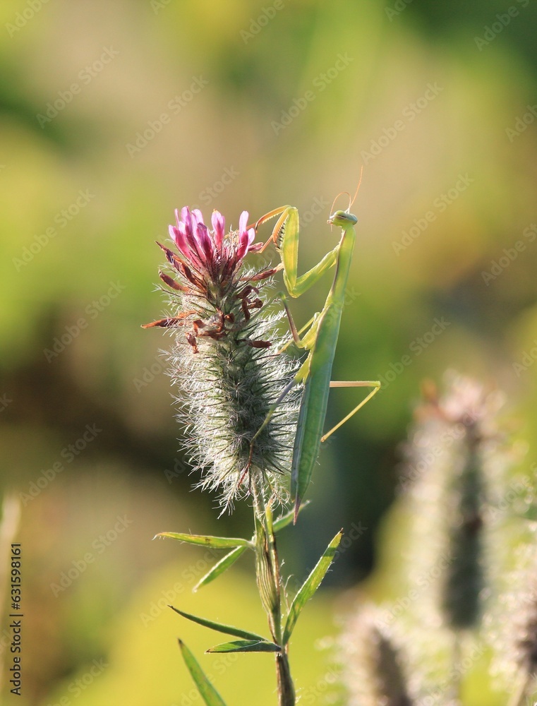 Fototapeta premium Mantis religiosa on a blade of grass in a meadow