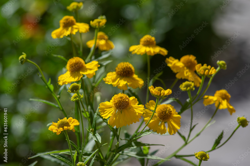Helenium autumnale common sneezeweed in bloom, bunch of yellow flowering flowers, high shrub with leaves Helenium autumnale common sneezeweed in bloom, bunch of yellow flowering flowers, high shrub with leaves