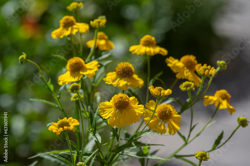 Helenium autumnale common sneezeweed in bloom, bunch of yellow flowering flowers, high shrub with leaves