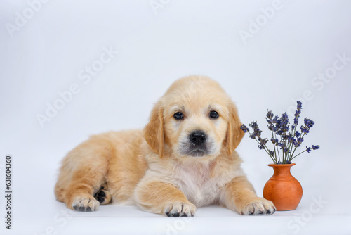 small dog puppy golden retriever labrador on a white background. advertising dog on background with lavender flowers