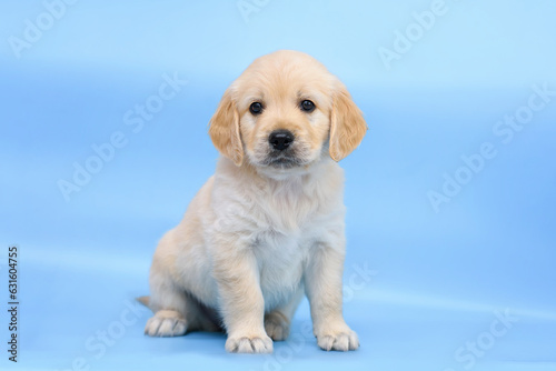 small dog puppy golden retriever labrador on a blue background. dog advertising background