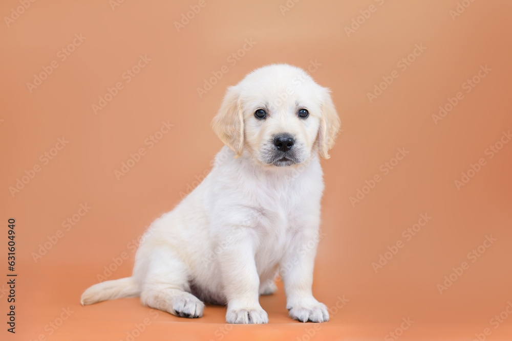 small dog puppy golden retriever labrador on brown background. dog advertising background small dog puppy golden retriever labrador on brown background. dog advertising background