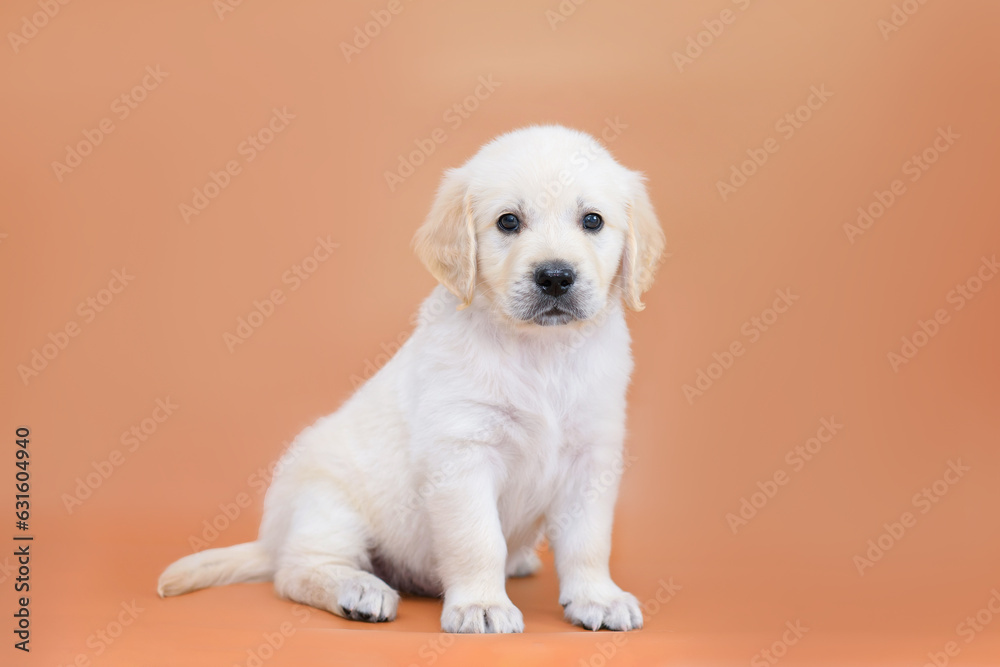 small dog puppy golden retriever labrador on brown background. dog advertising background