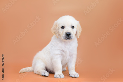 small dog puppy golden retriever labrador on brown background. dog advertising background