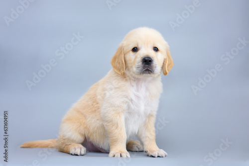 small dog puppy golden retriever labrador on a gray background. dog advertising background.copy space