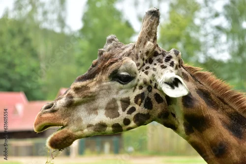 Obraz Głowa żyrafy