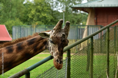 Żyrafa za ogrodzeniem w ZOO