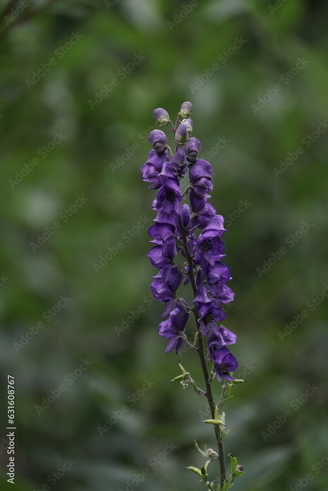 Blauer Eisenhut in früher Blüte, Aconitum napellus Blauer Eisenhut in früher Blüte, Aconitum napellus