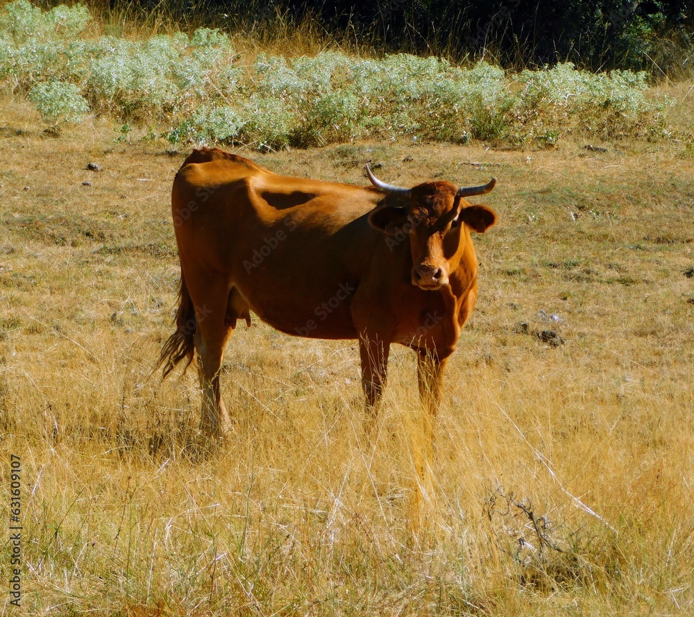 Grazing cow in a Field Grazing cow in a Field