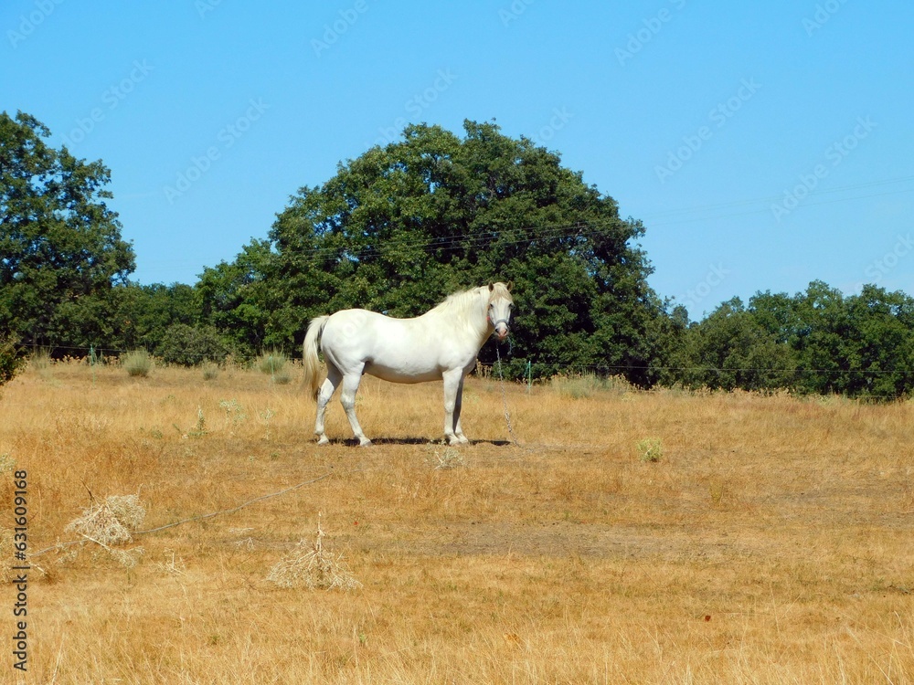 Majestic horses graze in lush field surrounded by trees. Majestic horses graze in lush field surrounded by trees.