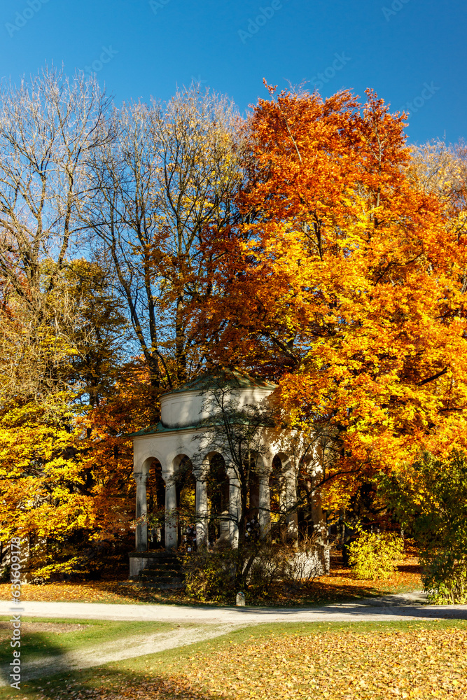 Colorful yellow leaves on a beech tree in autumn Colorful yellow leaves on a beech tree in autumn