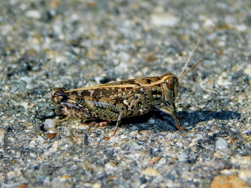 Vibrant Macro Wildlife: Close-up of Bright Outdoor grasshopper