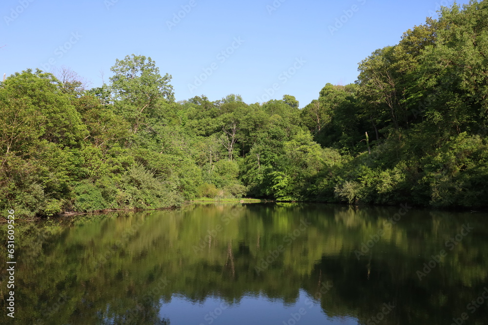 Pond Landscape