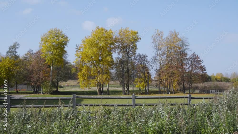 Pacifying landscape of cozy village lawn behind wooden fence on autumn sunny day. Meadow grasses sway in wind. Tall deciduous trees with yellow leaves grow in distance, no people. Pacifying landscape of cozy village lawn behind wooden fence on autumn sunny day. Meadow grasses sway in wind. Tall deciduous trees with yellow leaves grow in distance, no people.