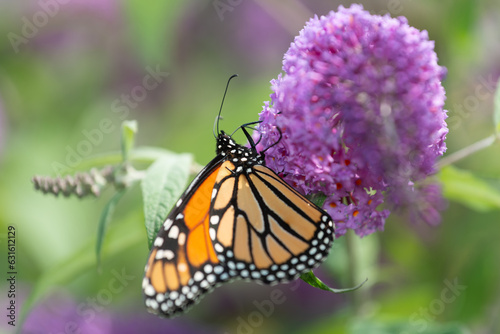 close up of a monarch butterfly on a pink blossom of the butterfly bush