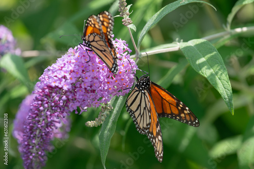two busy monarch butterflies gathering nectar from a butterfly bush blossoms in summer photo