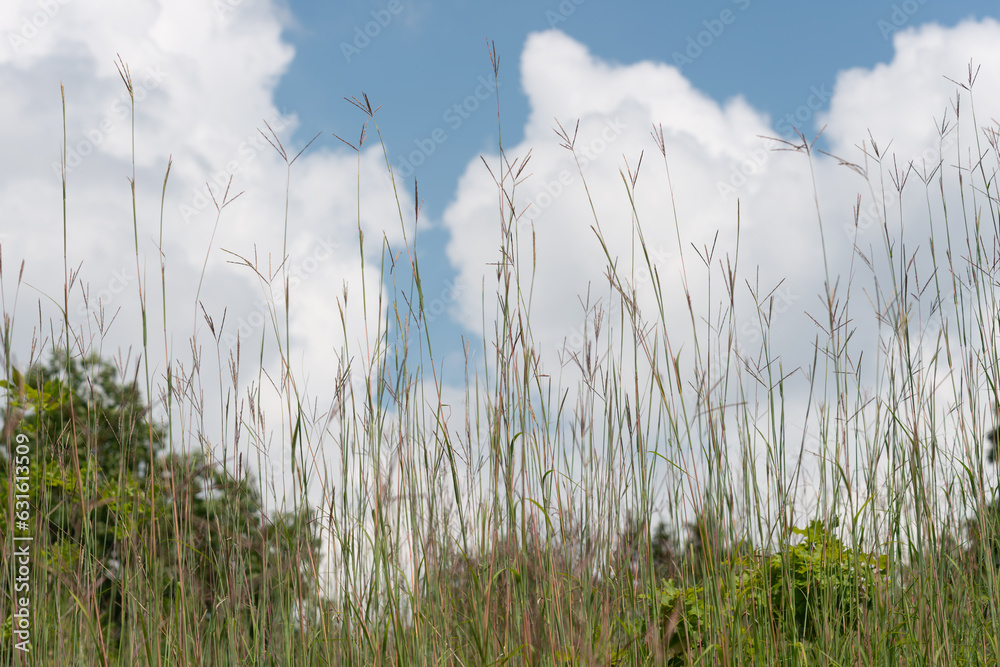 Fototapeta premium grass and sky