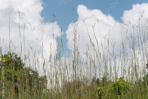 grass and sky