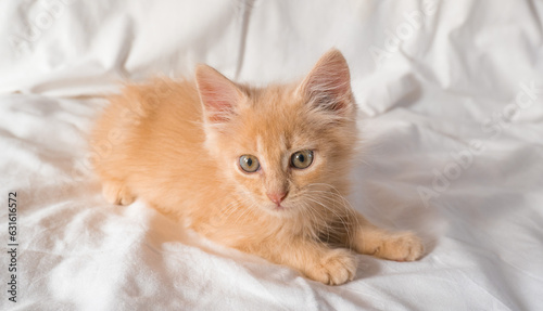 Cute little ginger kitten lies and plays on a white blanket
