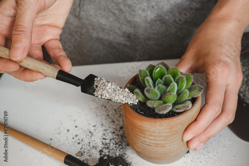 Cuadro en lienzo Woman hands planting green succulent in substrates with white pearlite granules