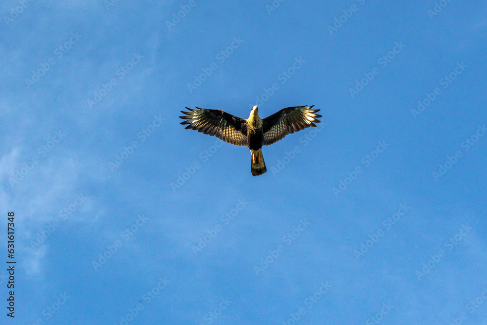 Obraz premium Brazilian Hawk. Crested Caracara also know as Carcara or Carancho flying to hunt. Species Caracara plancus. Animal world. Bird lover. Birdwatching.