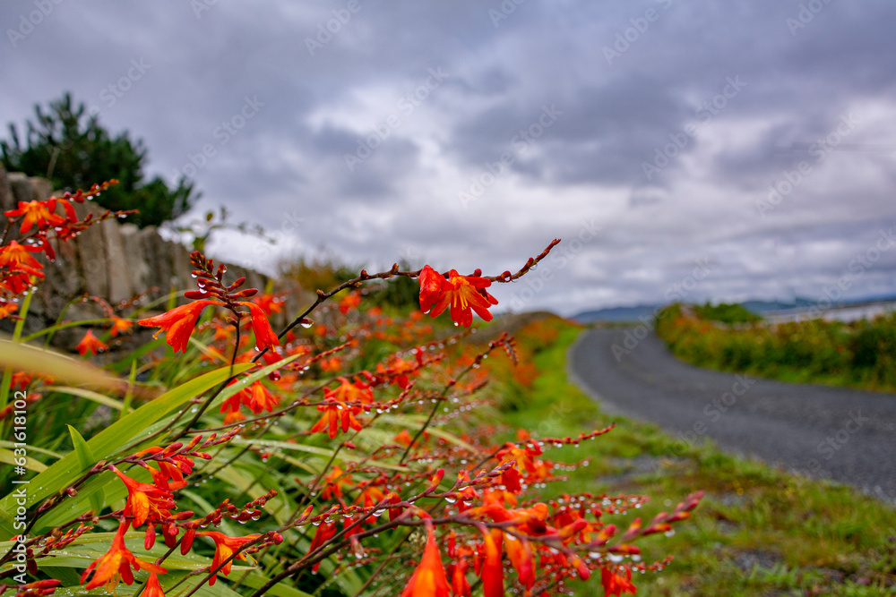 Close up on a blooming wet red flower after rain by the road