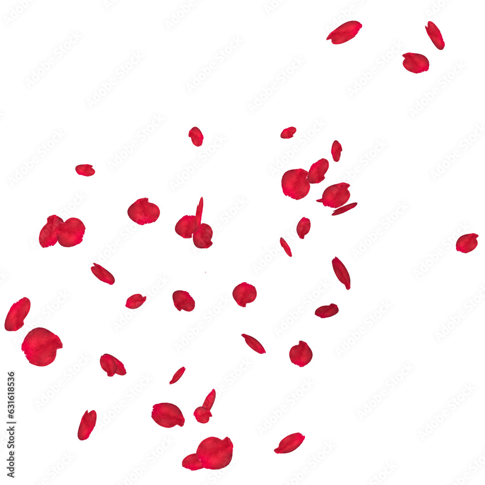 Floating red rose petal isolated on white. Background concept for love greetings on valentines day and mothers day. Space for text. rose for love Beautiful floral overlay with flying pink petals at tr Floating red rose petal isolated on white. Background concept for love greetings on valentines day and mothers day. Space for text. rose for love Beautiful floral overlay with flying pink petals at tr