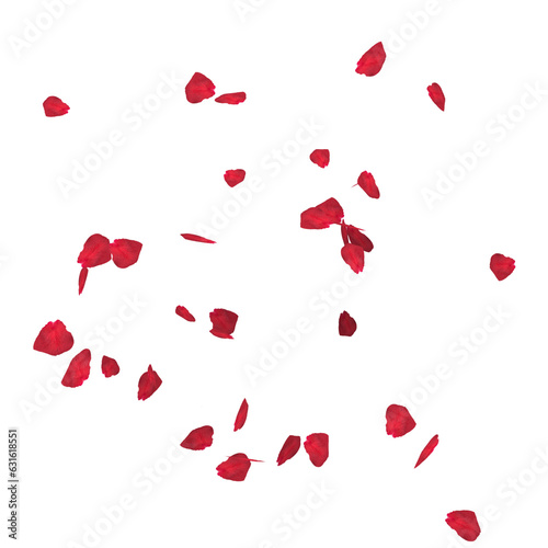 Floating red rose petal isolated on white. Background concept for love greetings on valentines day and mothers day. Space for text. rose for love Beautiful floral overlay with flying pink petals at tr
