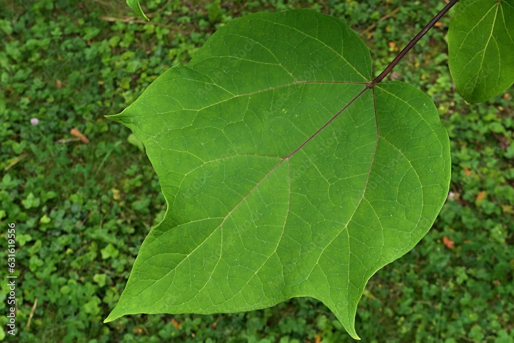 Green summer leaf of Yellow Catalpa tree, also called Chinese Catalpa ...