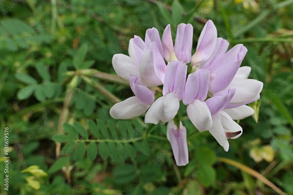 Fototapeta premium Pink to white flowers of Crownvetch plant, latin name Securigera Varia, a low growing legume vine, blossoming in late july.