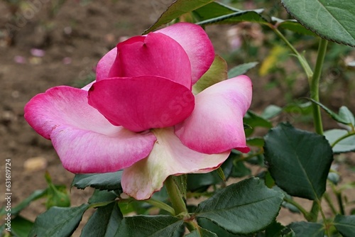 Blossoming pink rose cultivar Walzertraum, established by Evers in 2003, growing in gardenbed of rosarium during july summer season.  photo