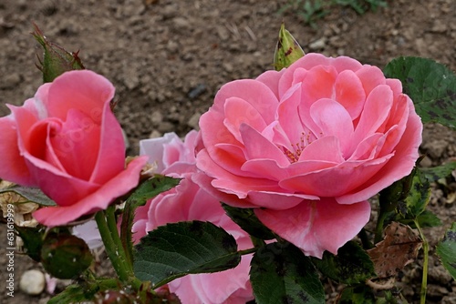 Creamy pink coloured roses, hybrid called Tip Top established by Tantau company in 1963, growing in rosarium during july summer season.  photo