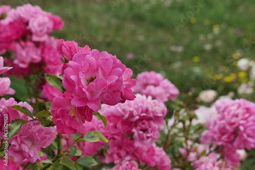 Pink dense flowering rose shrub of rose hybrid Swany, established by Meilland in 1978, blosssoming in rosarium during summer season, early July. © zayacsk