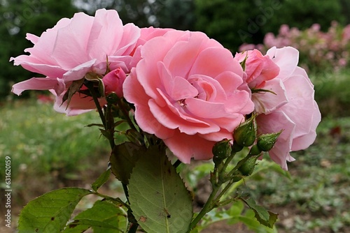 Bunch of creamy pink coloured roses, hybrid called Tip Top established by Tantau company in 1963, growing in rosarium during july summer season.  photo