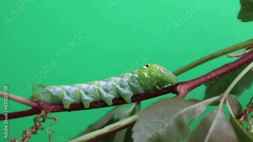 green caterpillar videos with green background photo