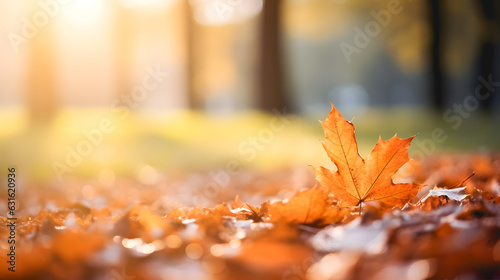 Une feuille d arbre en automne dans un parc par terre.