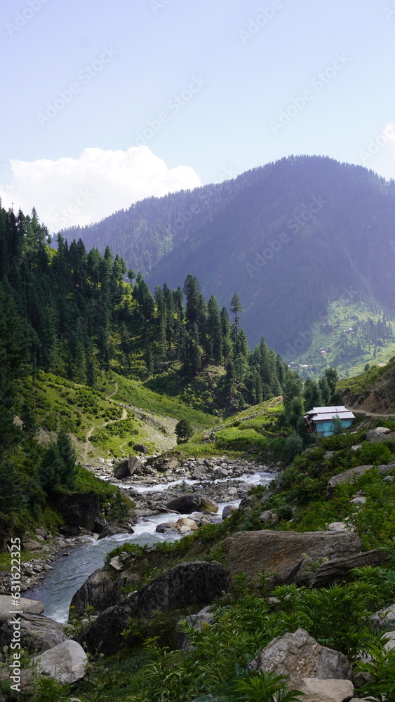 Himalayan cedar tree forestry in the Pir Panjal Region of Jammu Kashmir - Himalayas glacier mountains and green fir and pine tree line forest landscape