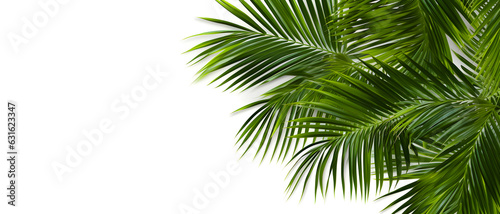 Green Leaves of palm ,coconut tree bending isolated on white background © Studiomann