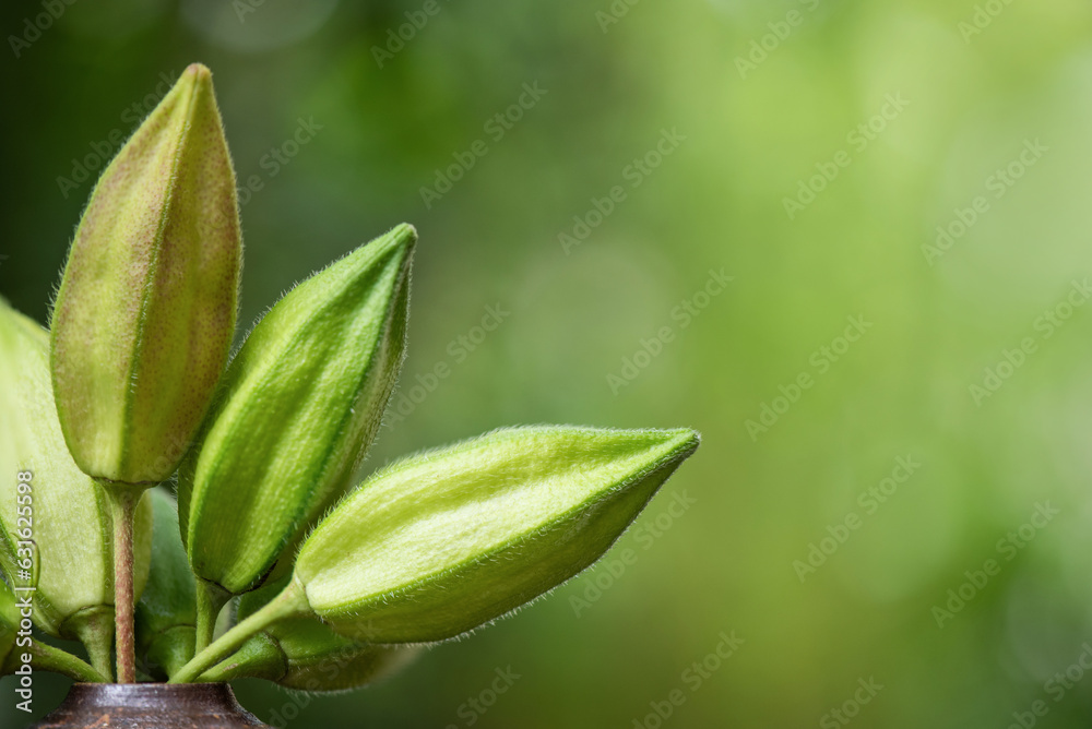 Obraz premium Abelmosk or Abelmoschus moschatus fruits on natural background.