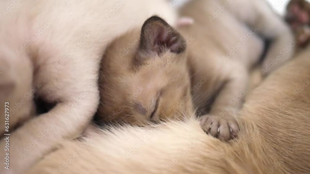 burmese kitten sucking on cat mom. Cat nursing her little kittens, close up burmese kitten sucking on cat mom. Cat nursing her little kittens, close up