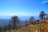 view from the Pico de Los Reales through burned trees towards the Mediterranen Sea at the Costa del Sol, Paraje Natural Los Reales de Sierra Bermeja, Estepona, Andalusia, Malaga, Spain