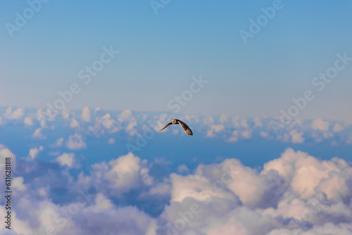 Pueo Hawaiian short-eared white owl in Maui Hawaii photo