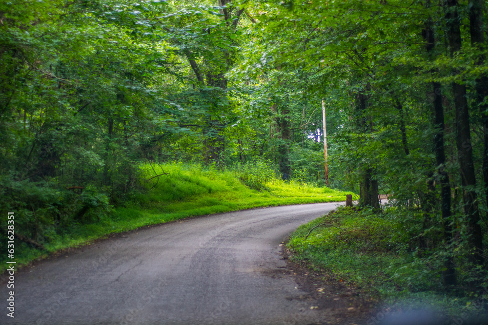 Obraz premium road in the woods in Rock Island State Park
