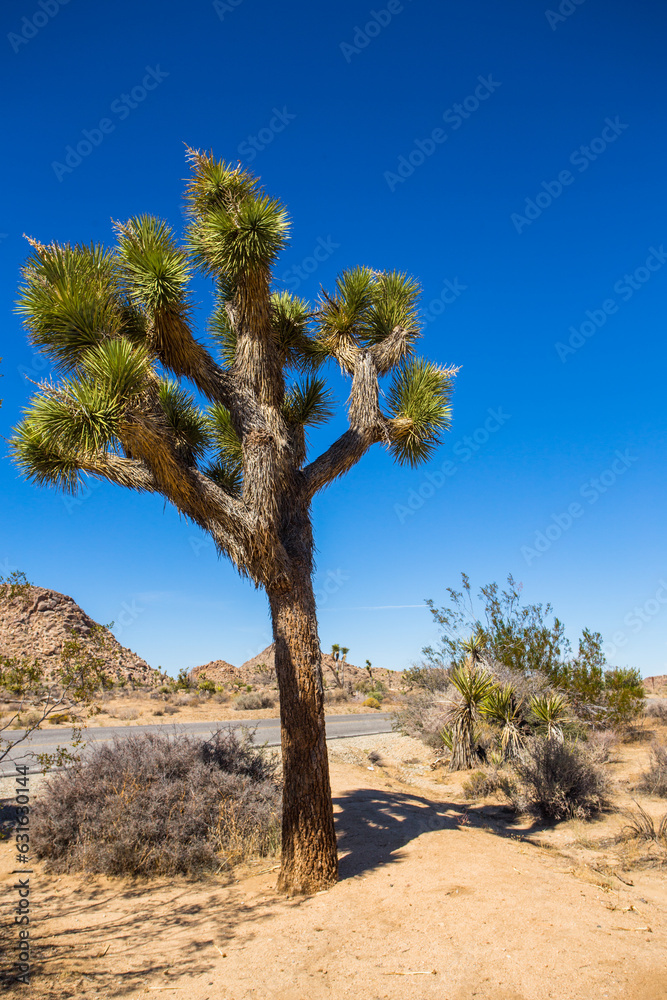 Joshua Tree National Park